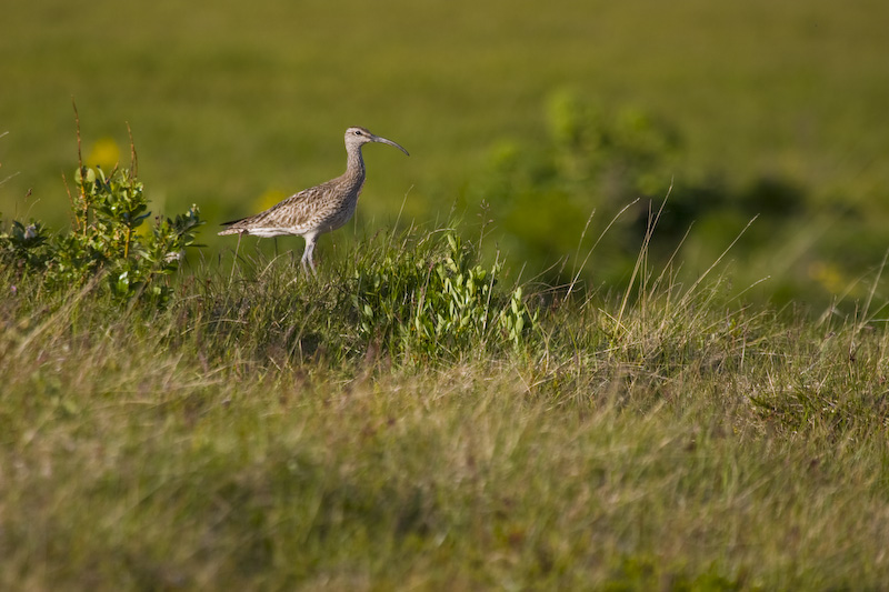 Whimbrel